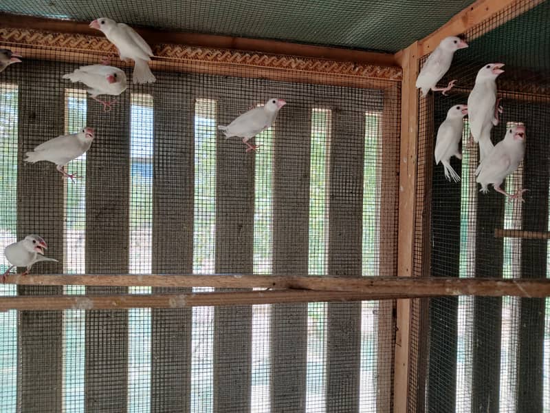 15 peace white java and 1 peace  gray java 1