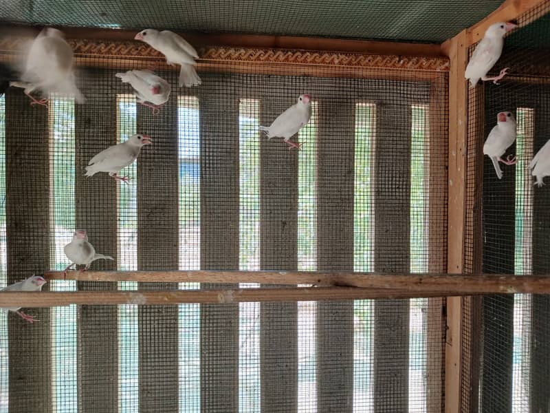 15 peace white java and 1 peace  gray java 2