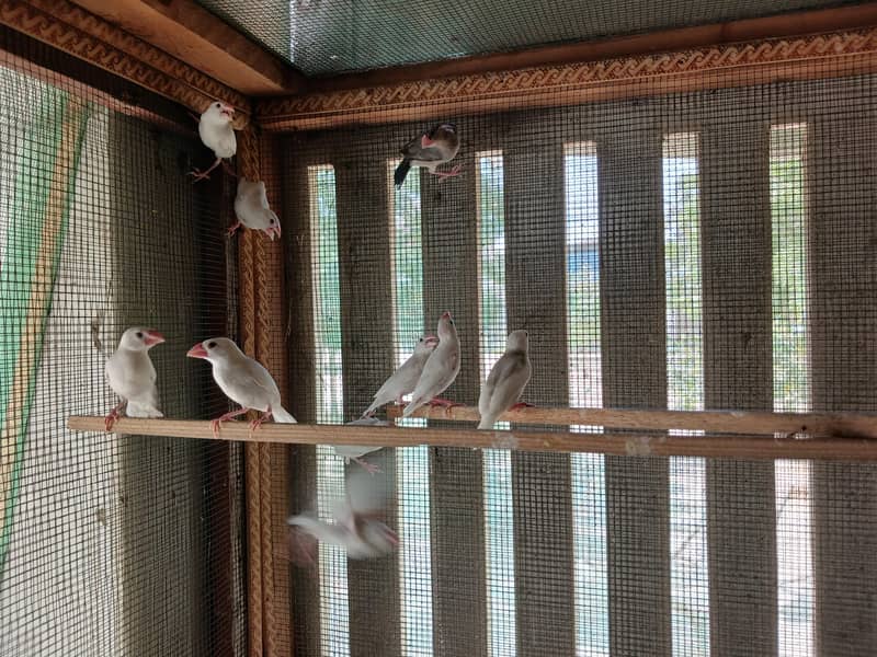 15 peace white java and 1 peace  gray java 3