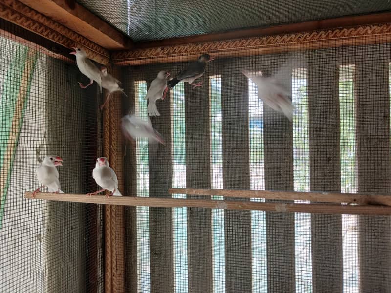 15 peace white java and 1 peace  gray java 4