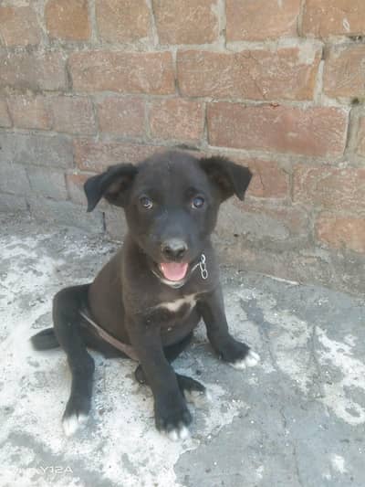 bully gultair 2 month age security dog 