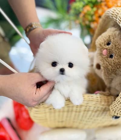 Pomeranian puppy