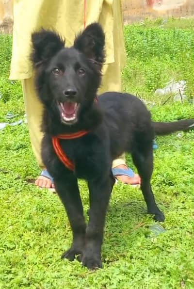 pure black Belgium shepherd long caot female healthy and active for