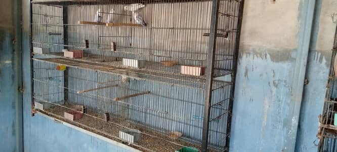 cag for sell 1 by 3 fit 4 portion 4 pair love birds  setap sell