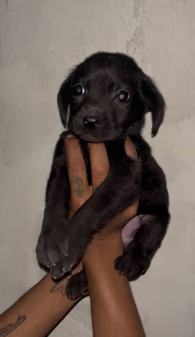 Labrador , jet black , double coat, male