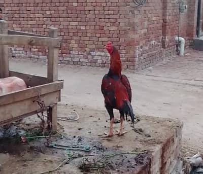 pure Qari baz aseel patha