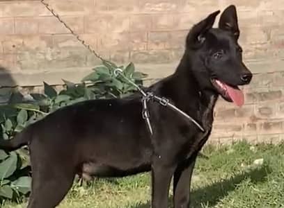 balek shepherd male available