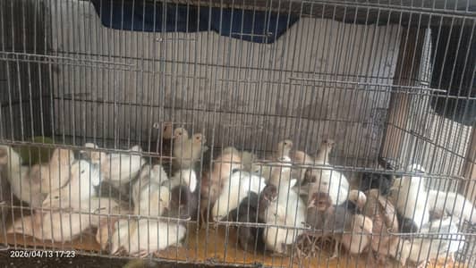 healthy desi misiri chicks