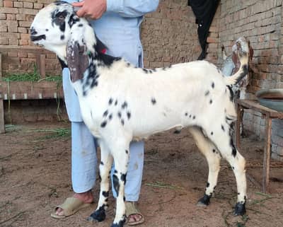 mashallah 2dant Desi bakry