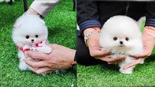 Pomeranian teacup puppy