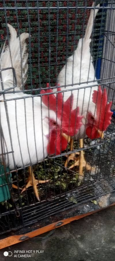 cocks  for sale