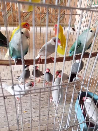 grey and silver java breeder pairs