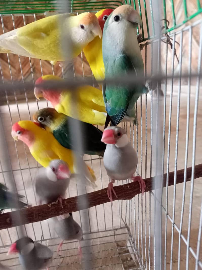 grey and silver java breeder pairs 1