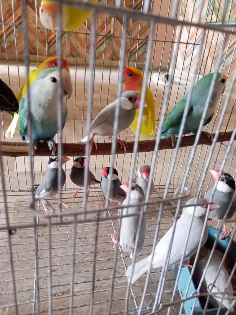 grey and silver java breeder pairs 2