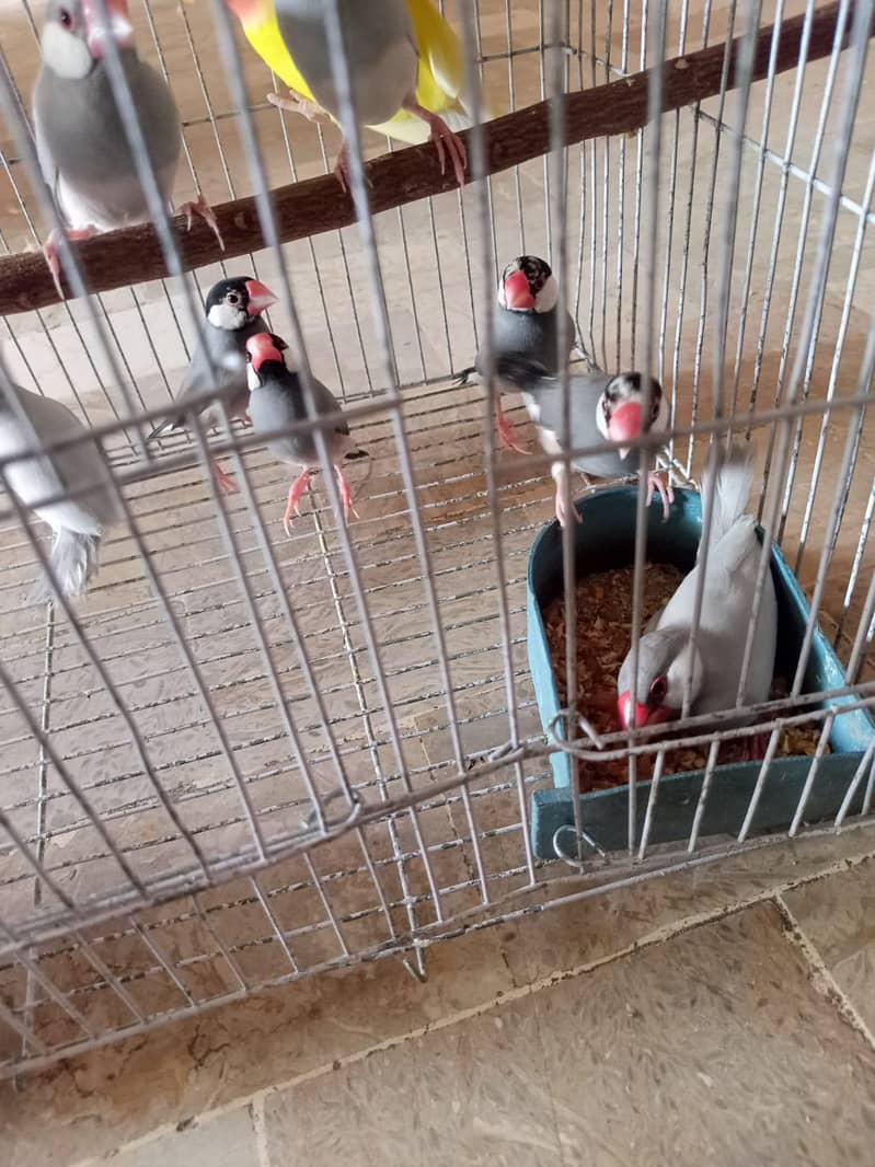 grey and silver java breeder pairs 3