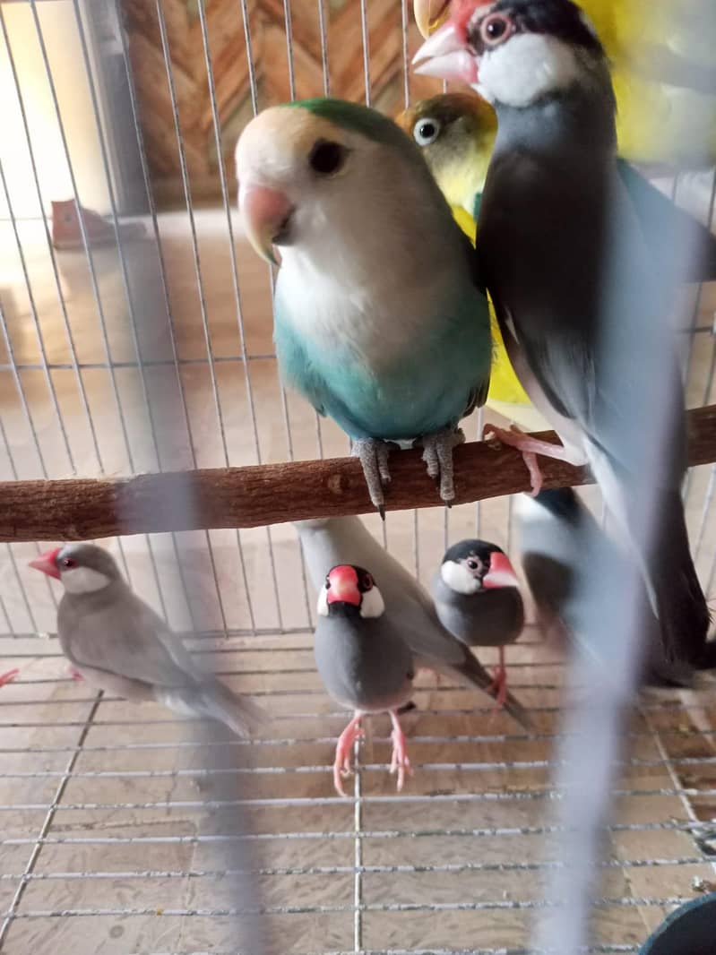 grey and silver java breeder pairs 4