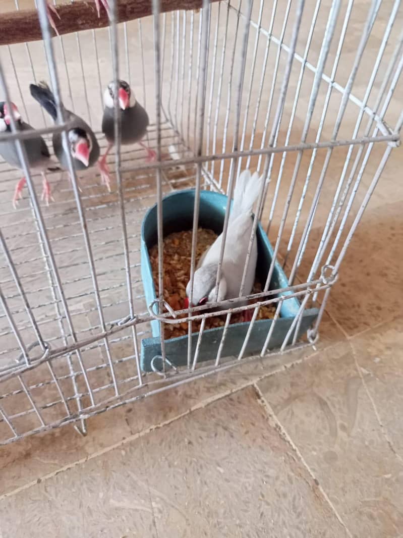 grey and silver java breeder pairs 5