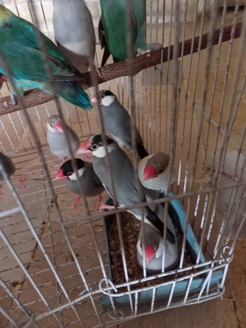 grey and silver java breeder pairs 6