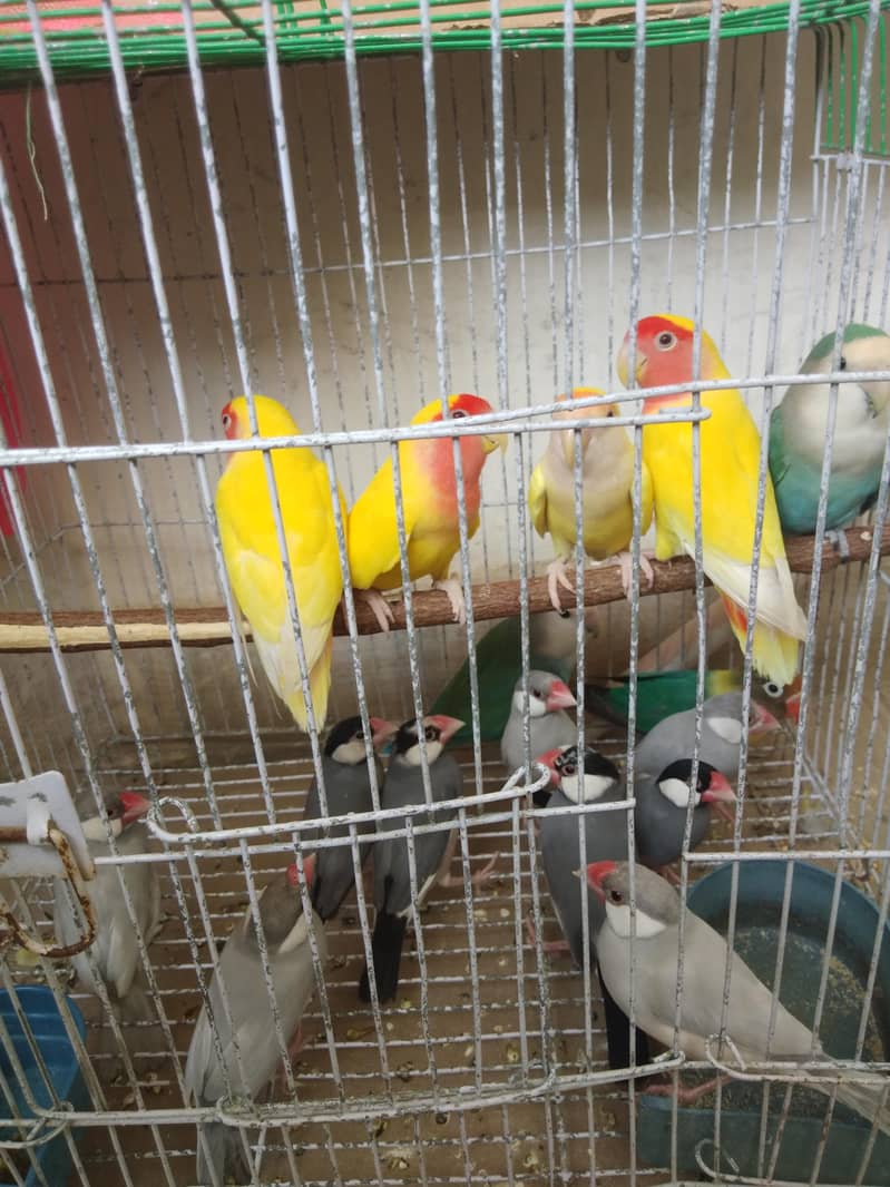 grey and silver java breeder pairs 7