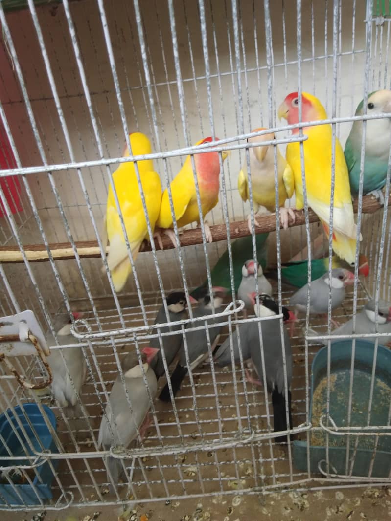 grey and silver java breeder pairs 8