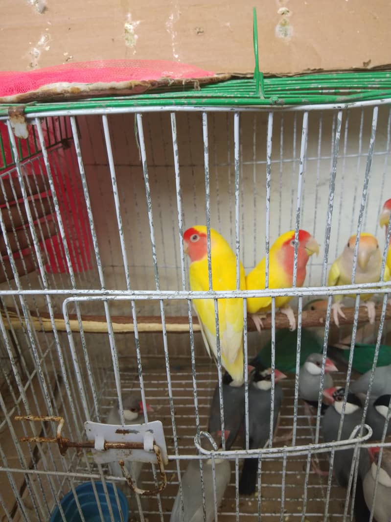 grey and silver java breeder pairs 9