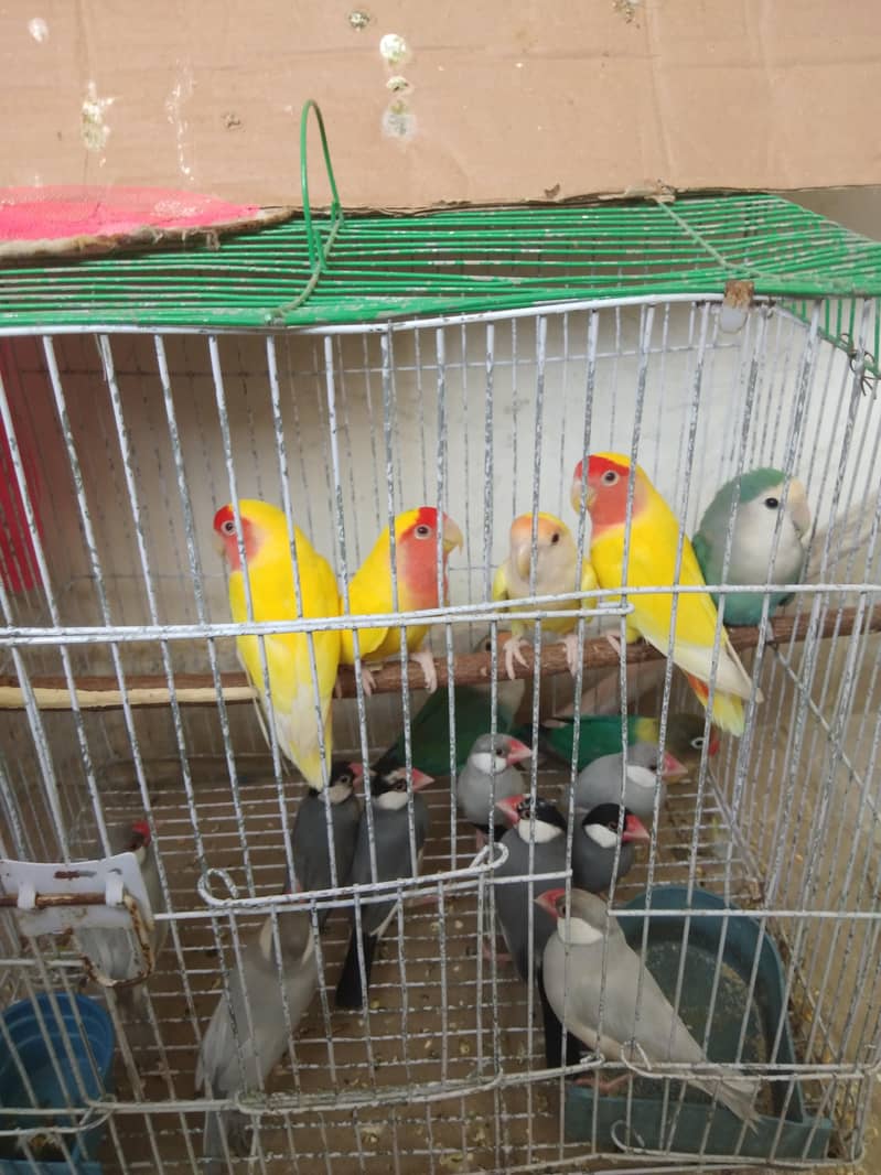 grey and silver java breeder pairs 10