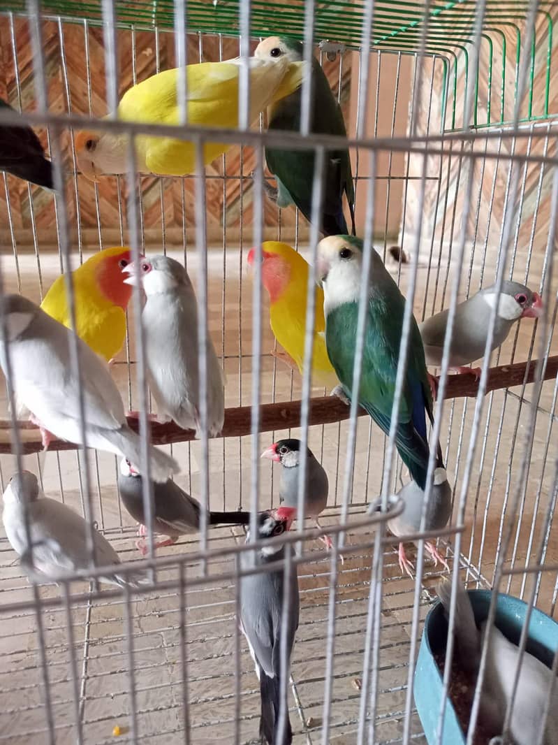 grey and silver java breeder pairs 11