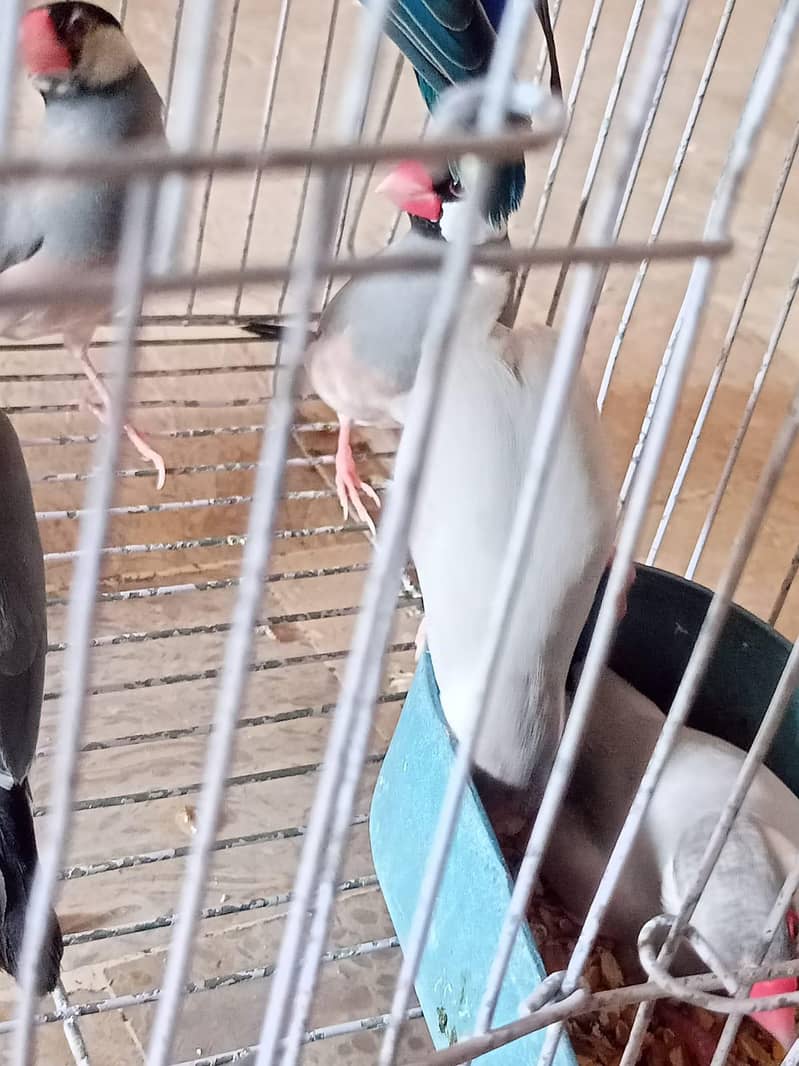 grey and silver java breeder pairs 12