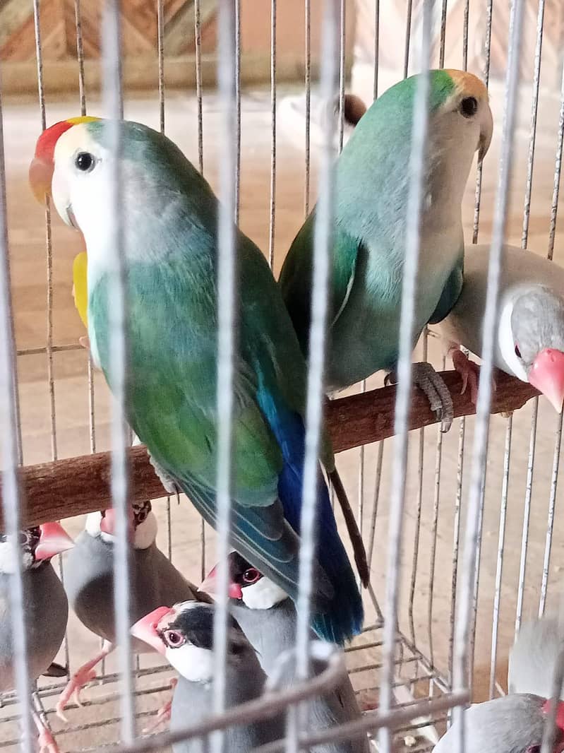 grey and silver java breeder pairs 13