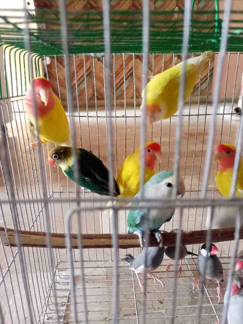 grey and silver java breeder pairs 14