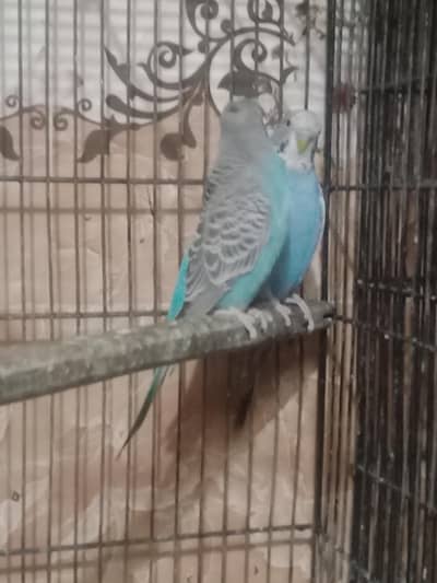 blue split black face possible split black wing hogo breed