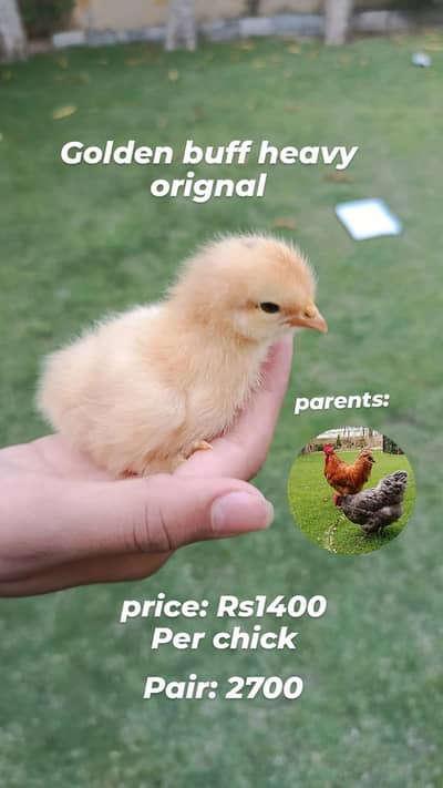 aseel Heera and heavy golden buff chicks