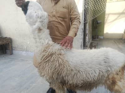 mundri urgent for sale what's up number 03057740975