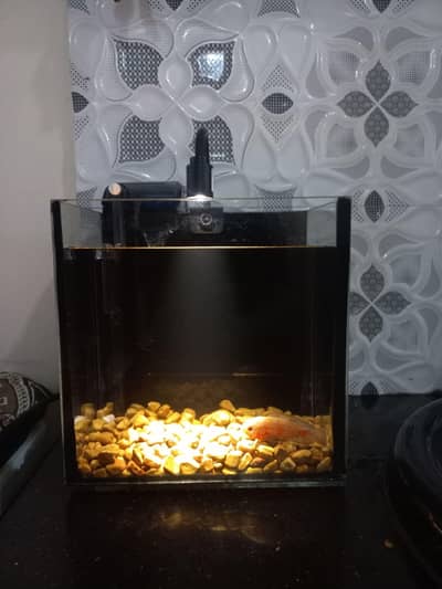 Mini Aqurium