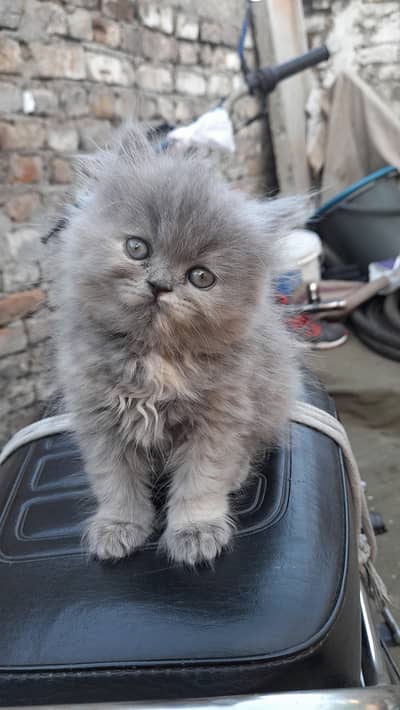 Persian Kitten