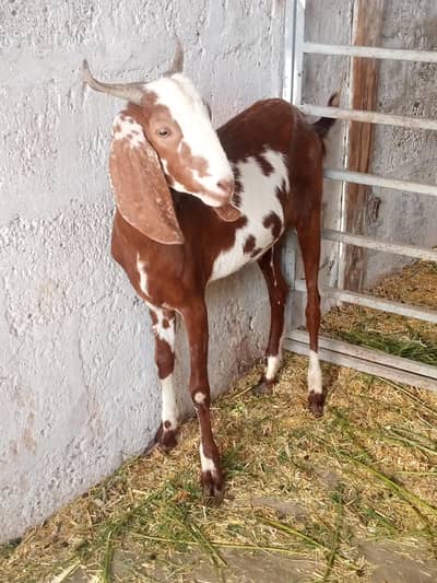 2 dant khassi male tapra