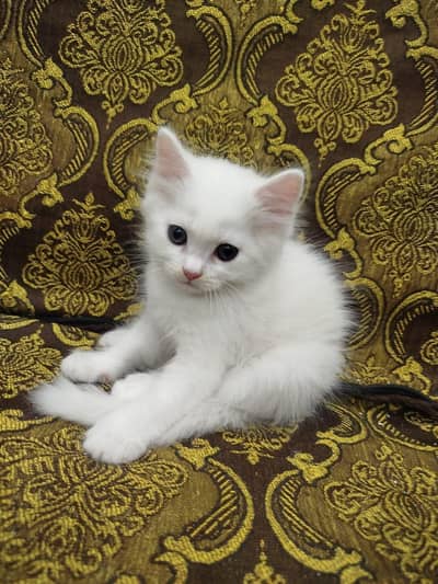 Persian male cat
