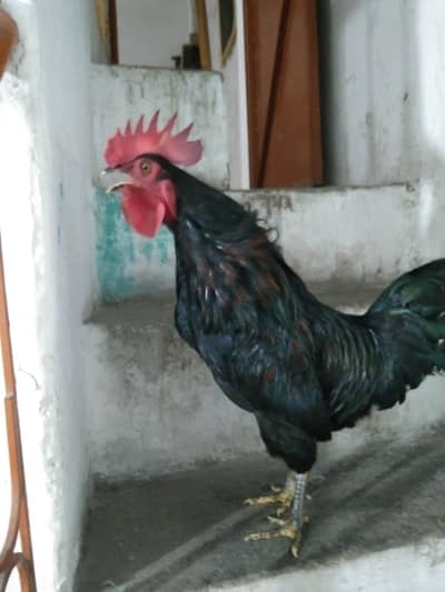 Beautiful Desi Black Male (Murga)