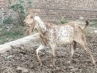 makhi cheeni bakri pure 1 month crossed