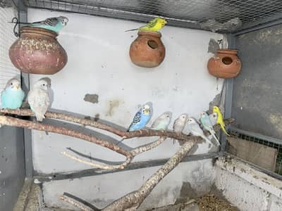 Australian parrot breeder pairs