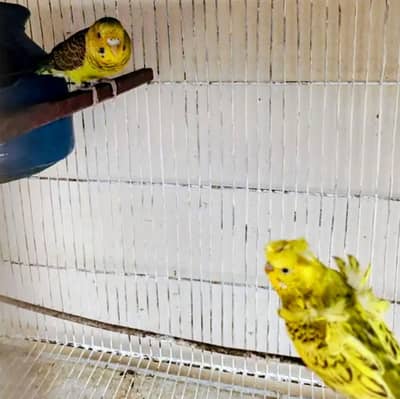 Black wing Brider pair Ready to breed