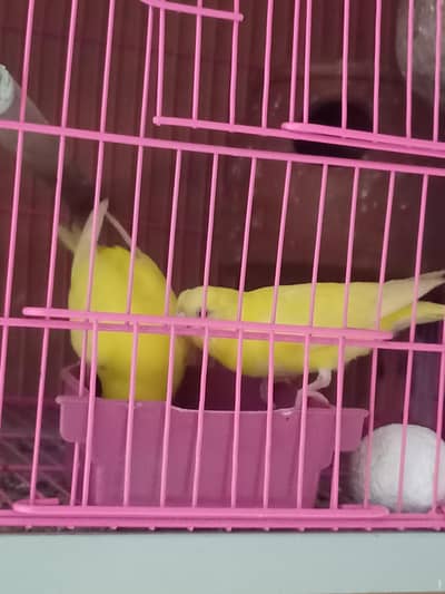 Have red eye pairs and black eye pairs