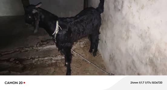 black bakra
