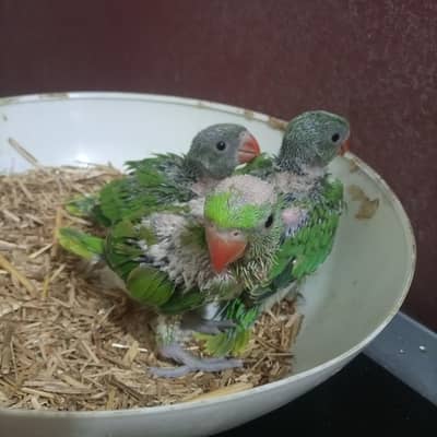 Ring neck parrot chick