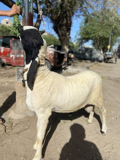 Pair taiyar ha qurbani ke liye Contact No 03243450067