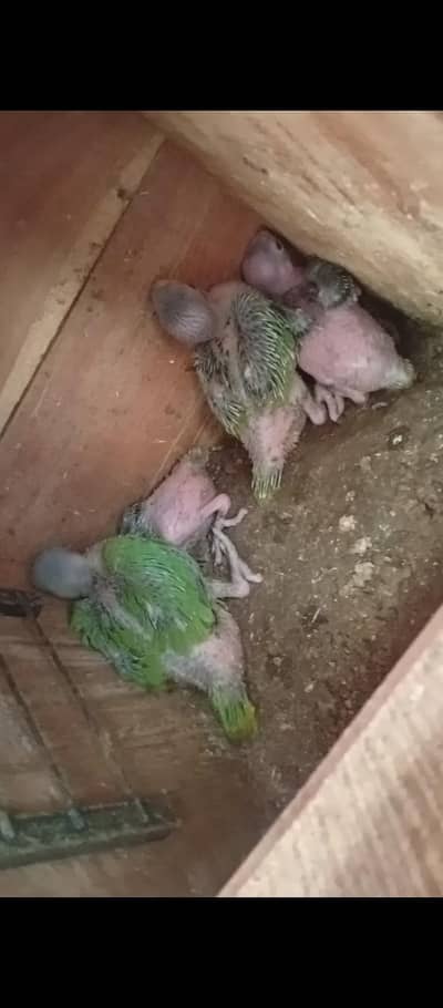green parrot baby