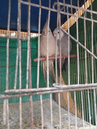 cocktail pair for sale