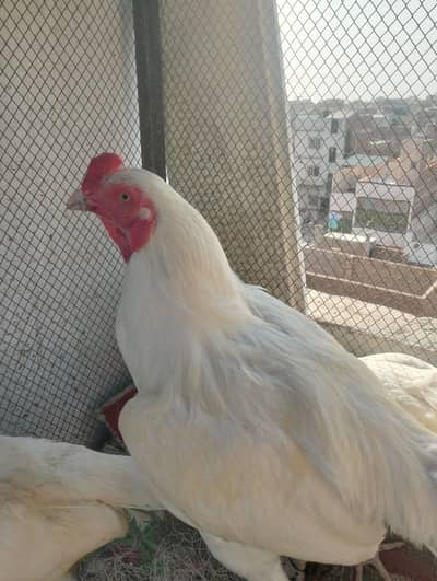 selling a aseel Heera pair