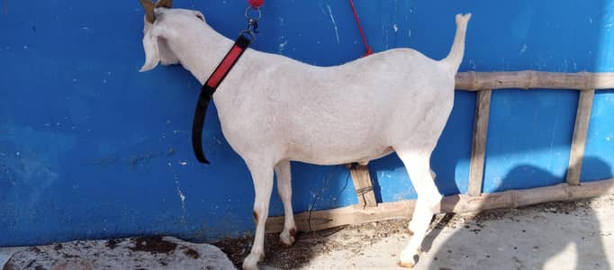 qurbani 2026 ka behatreen bakray