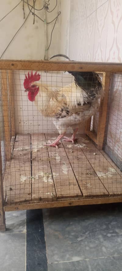 Desi Murga available for sell